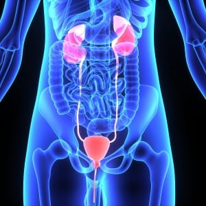 kidneys illustration