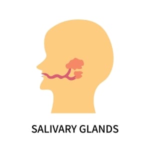 salivary glands illustration